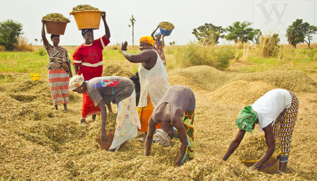Agriculture : La valeur ajoutée estimée à plus de 1000 milliards en 2018