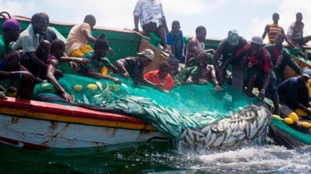 Sénégal :  Le secteur primaire en hausse au mois de novembre 2019