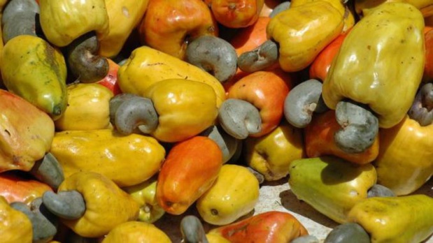 ANACARDE : PLUS DE 55.000 TONNES EXPORTÉES POUR UNE VALEUR DE PLUS DE 27 MILLIARDS FCFA