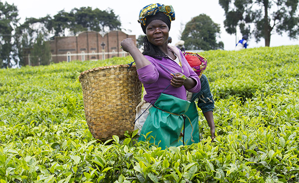 Promotion de l’agriculture écologique en Afrique : L’Allemagne met plus de 10 milliards sur la table