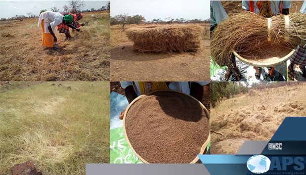 LE FONIO, UNE "CULTURE CULTURELLE" REVALORISÉE PAR L’ENGAGEMENT DES FEMMES LE FONIO, UNE "CULTURE CULTURELLE" REVALORISÉE PAR L’ENGAGEMENT DES FEMMES