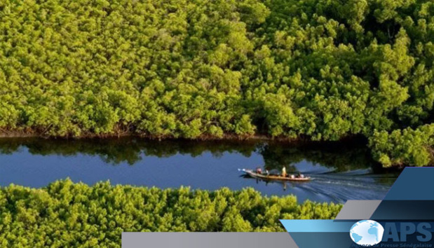 LA GAMBIE ET LE SÉNÉGAL DÉCIDENT DE S’UNIR POUR PRÉSERVER LEUR MANGROVE LA GAMBIE ET LE SÉNÉGAL DÉCIDENT DE S’UNIR POUR PRÉSERVER LEUR MANGROVE