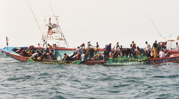 Sénégal : Forte hausse du secteur primaire au mois de Décembre Sénégal : Forte hausse du secteur primaire au mois de Décembre