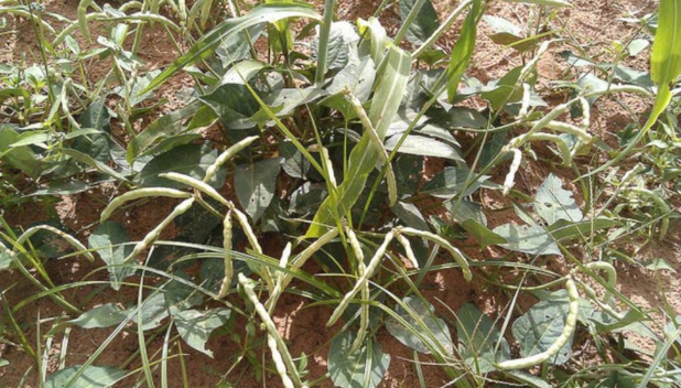 NIÉBÉ: LA PRODUCTION CONFRONTÉE À DES "CONTRAINTES IMPORTANTES’’ NIÉBÉ: LA PRODUCTION CONFRONTÉE À DES "CONTRAINTES IMPORTANTES’’