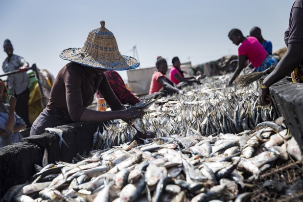 Sénégal : Baisse des débarquements de pêche au 4eme trimestre 2019