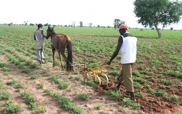 Agriculture vivrière : Le Sénégal enregistre une baisse des productions céréalières en 2019/2020 Agriculture vivrière : Le Sénégal enregistre une baisse des productions céréalières en 2019/2020