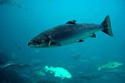 PECHE : Lutte contre l’utilisation de poissons sauvages dans les chaines d’approvisionnement de l’aquaculture