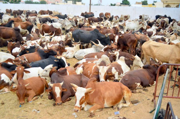 Secteur primaire : Un repli de 0,6% au quatrième trimestre 2019 selon l’Ansd Secteur primaire : Un repli de 0,6% au quatrième trimestre 2019 selon l’Ansd