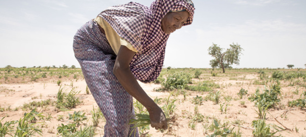 Photo PAM/Simon Pierre Diouf Les petites exploitants agricoles ont besoin d'être aidés face à la pandémie de Covid-19.