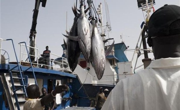 Sénégal : Gaoussou Guèye préconise ‘’une gestion rationnelle et durable’’ de la ressource halieutique pour assurer la sécurité alimentaire du pays Sénégal : Gaoussou Guèye préconise ‘’une gestion rationnelle et durable’’ de la ressource halieutique pour assurer la sécurité alimentaire du pays