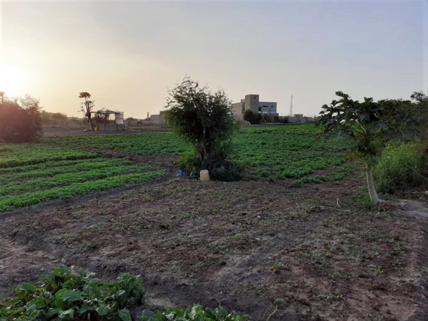 La pandémie du COVID-19 : une légitimation de la promotion de l’agriculture urbaine La pandémie du COVID-19 : une légitimation de la promotion de l’agriculture urbaine