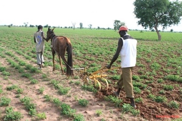 Programme agricole 2020-2021 : L’Etat met 60 milliards dans le secteur Programme agricole 2020-2021 : L’Etat met 60 milliards dans le secteur