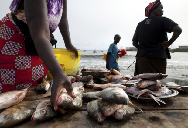 Sénégal : Contreperformance du sous-secteur de la pêche au mois de mars