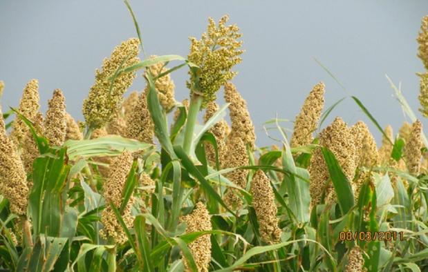 Renforcement de l’agriculture et de l’élevage : La Banque mondiale approuve un crédit de 90 milliards de FCFA pour le Sénégal Renforcement de l’agriculture et de l’élevage : La Banque mondiale approuve un crédit de 90 milliards de FCFA pour le Sénégal