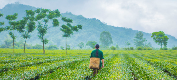 PNUE/Lisa Murray Un producteur de thé se promène dans une plantation au Vietnam où des techniques agricoles durables sont utilisées pour prévenir la dégradation des terres.
