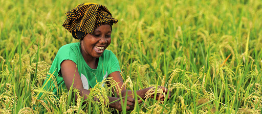 L'Afrique est plus résiliente qu'on ne le croit