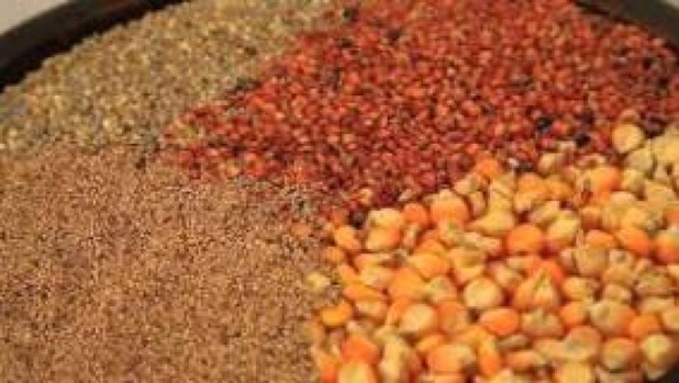 Marché : Les prix des céréales sont restés stables à l’exception du maïs importé