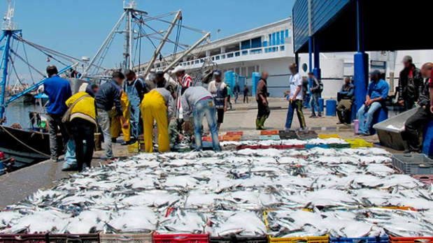 Sénégal : Les débarquements de la pêche en hausse de 26,5% au premier trimestre 2020
