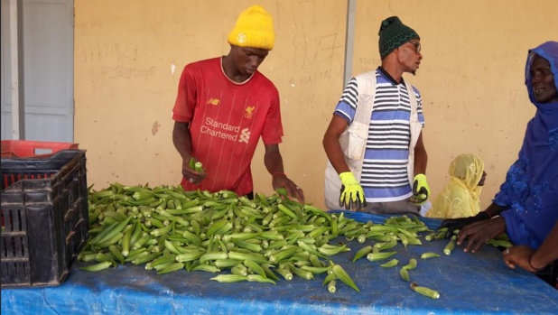 Matam et Podor : La DER/FJ finance 15 Sipa pour une enveloppe de 400 millions Matam et Podor : La DER/FJ finance 15 Sipa pour une enveloppe de 400 millions