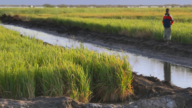 Riziculture au Sénégal : La production estimée à 1 155 337 tonnes pour la campagne 2019/2020 Riziculture au Sénégal : La production estimée à 1 155 337 tonnes pour la campagne 2019/2020