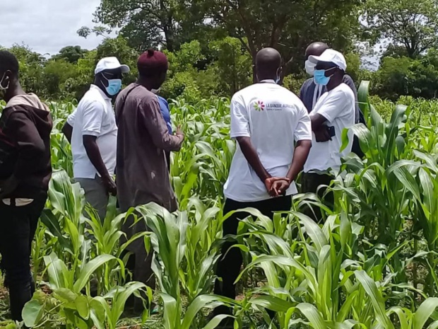 TAMBACOUNDA–Filière céréalière: La Banque agricole injecte 650 millions