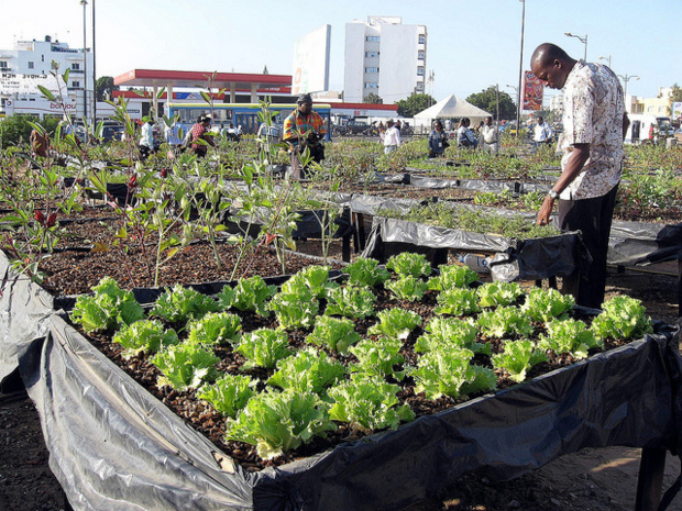 Développement de la chaine de valeur horticole au Sénégal : L’Ipar et l’Arm balisent des pistes de solutions