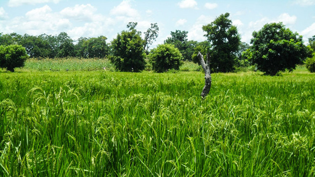 Alimentation et agriculture: reconstruire en mieux