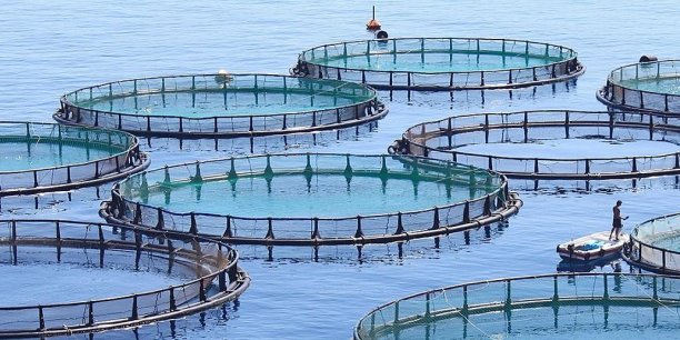 Année internationale de la pêche et de l’aquaculture artisanale en 2022 : Une opportunité de mettre en œuvre les directives internationales pour la pêche artisanale durable, selon le CAOPA Année internationale de la pêche et de l’aquaculture artisanale en 2022 : Une opportunité de mettre en œuvre les directives internationales pour la pêche artisanale durable, selon le CAOPA