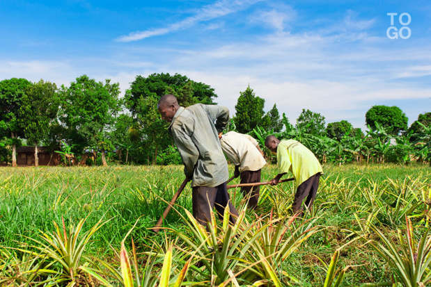 Développement des filières riz et mil et en Côte d’Ivoire et au Sénégal : Ifc et Ocp Africa signent un partenariat