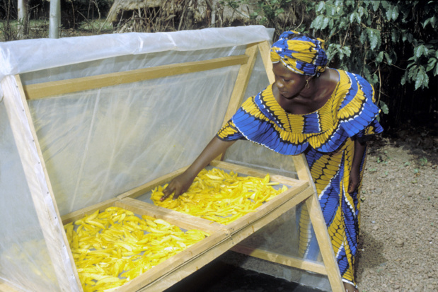 Pertes et gaspillages de nourriture : La Fao mène la sensibilisation