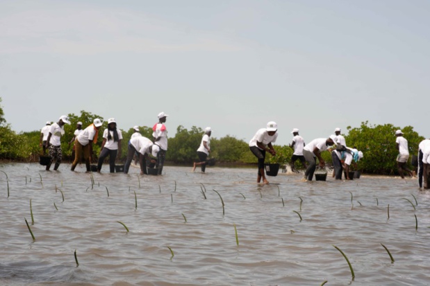 Contre le réchauffement climatique et ses conséquences néfastes sur l’environnement : La Sonatel plante 30 000 propagules à Palmarin et à Joal