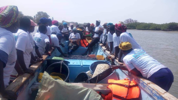 Senegal: Neuf tonnes d'arches ensemencées par les Femmes de Joal-fadiouth Senegal: Neuf tonnes d'arches ensemencées par les Femmes de Joal-fadiouth