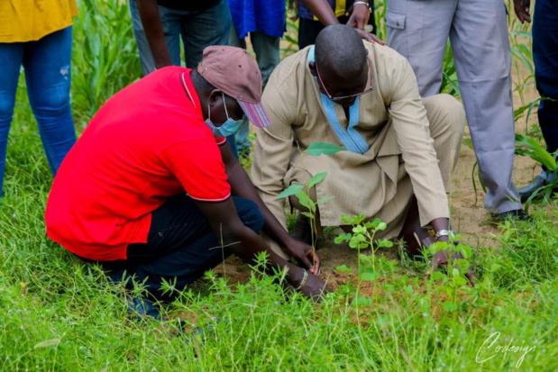 Déploiement du Pse vert au niveau national : Macky Sall demande l’intensification des actions Déploiement du Pse vert au niveau national : Macky Sall demande l’intensification des actions