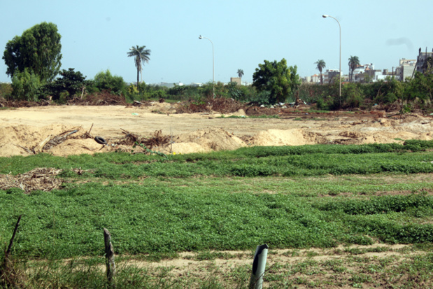 Impact des projets appuyés par le Fida au Sénégal : Amélioration des productions et des revenus chez les petits producteurs