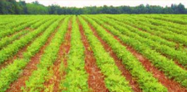 Recherches agricoles : Le CORAF et AKADEMIYA2063 signent un nouvel accord de collaboration