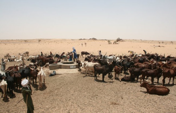 Sahel :  Un demi-million de paysans et d’éleveurs ont été soutenus par l’Alliance Sahel et ses partenaires