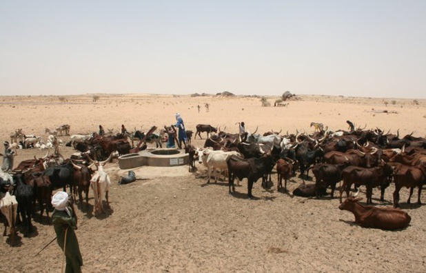 Sahel : Un demi-million de paysans et d’éleveurs ont été soutenus par l’Alliance Sahel et ses partenaires Sahel : Un demi-million de paysans et d’éleveurs ont été soutenus par l’Alliance Sahel et ses partenaires