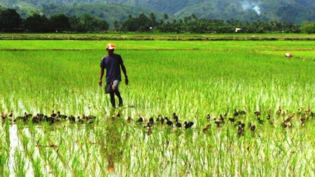 Financement de la campagne « contre saison chaude riz 2021 » dans la Vallée du Fleuve Sénégal :  La Banque Agricole met plus de 6 milliards au profit de 514 organisations paysannes