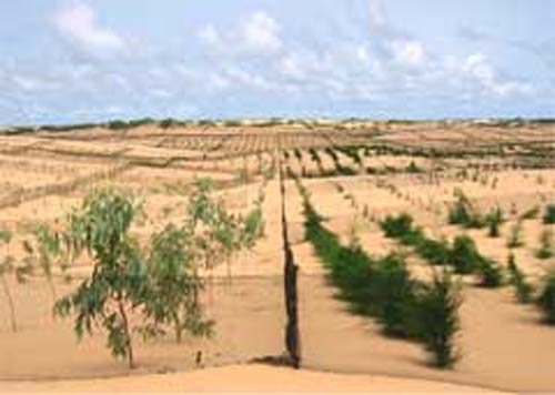 Déploiement des programmes de l’Agence de la reforestation et de la grande muraille verte :  Macky Sall veut du « Fast track »