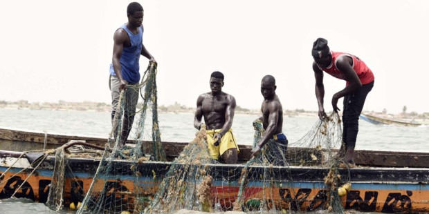 Sénégal : Contraction du secteur primaire au mois de février