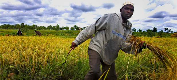 Renforcer la sécurité alimentaire en Afrique (FAO)