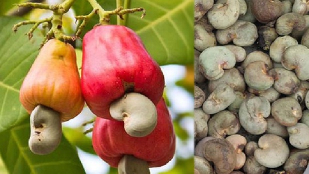 Campagne anacarde 2021 : La Der/Fj mobilise 15 milliards de FCFA Campagne anacarde 2021 : La Der/Fj mobilise 15 milliards de FCFA