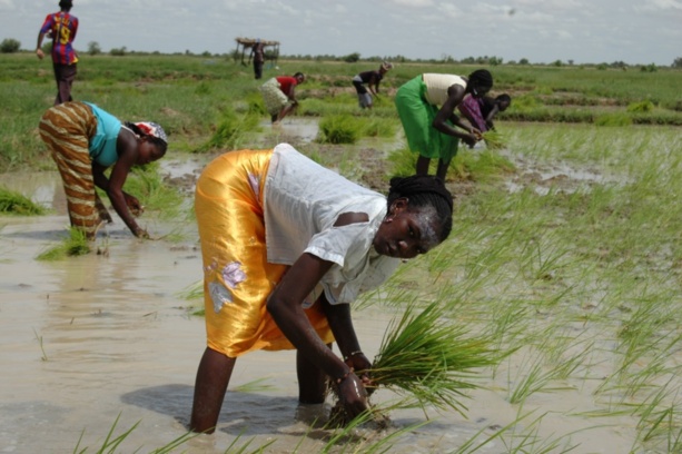 Production de riz dans la vallée : Les producteurs formés aux techniques de récolte et post-récolte. Production de riz dans la vallée : Les producteurs formés aux techniques de récolte et post-récolte.