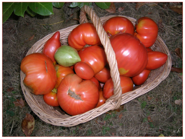 Contreperformance de la filière tomate : Un déficit de production de 35.000 tonnes dans la vallée. Contreperformance de la filière tomate : Un déficit de production de 35.000 tonnes dans la vallée.