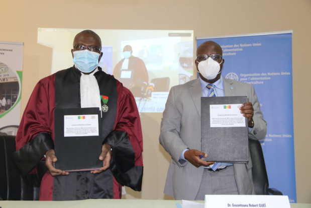 Développement de l’élevage et de la santé animale en Afrique : La Fao et l’Eismv de l’Ucad de Dakar nouent un partenariat Développement de l’élevage et de la santé animale en Afrique : La Fao et l’Eismv de l’Ucad de Dakar nouent un partenariat