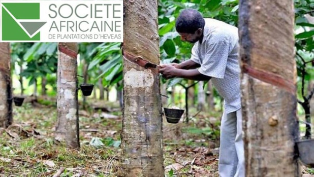 Baisse de 973 millions FCFA du résultat net de la société SAPH au premier trimestre 2021 Baisse de 973 millions FCFA du résultat net de la société SAPH au premier trimestre 2021