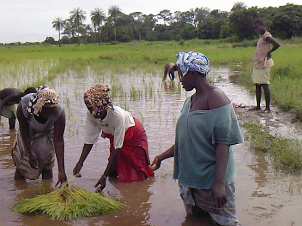Colloque sur l’Agriculture et la Sécurité alimentaire : Les femmes s’investissent dans la sécurité alimentaire Colloque sur l’Agriculture et la Sécurité alimentaire : Les femmes s’investissent dans la sécurité alimentaire