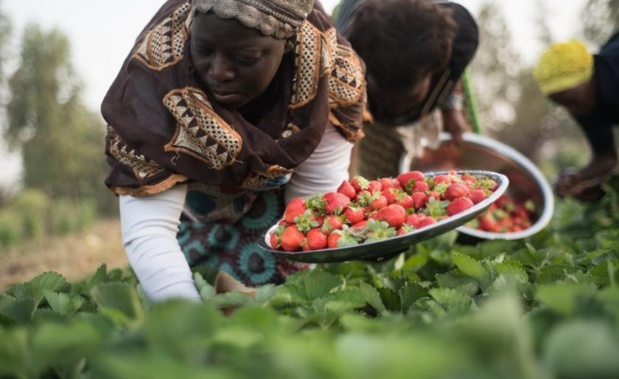Alimentation saine et abordable en Afrique : Un rapport recommande la transformation des systèmes agro-alimentaires Alimentation saine et abordable en Afrique : Un rapport recommande la transformation des systèmes agro-alimentaires