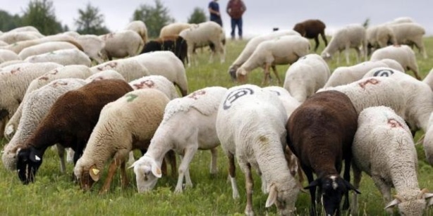 Préparatifs de la Tabaski 2013: 726.000 moutons attendus pour satisfaire la demande Préparatifs de la Tabaski 2013: 726.000 moutons attendus pour satisfaire la demande