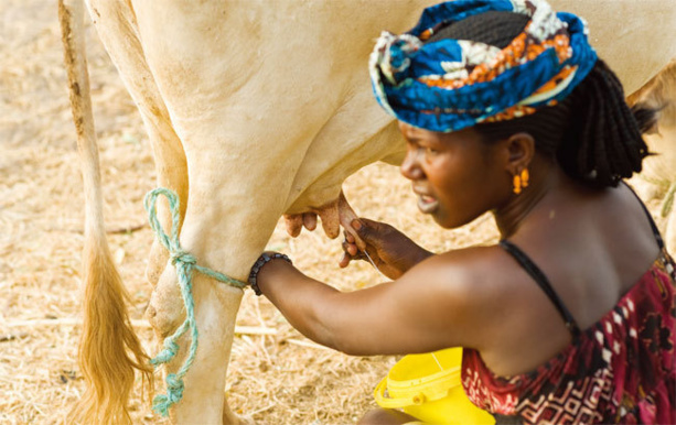 SENEGAL-ELEVAGE-HIVERNAGE : Les acteurs de la filière lait s’engagent à mener une bonne collecte
